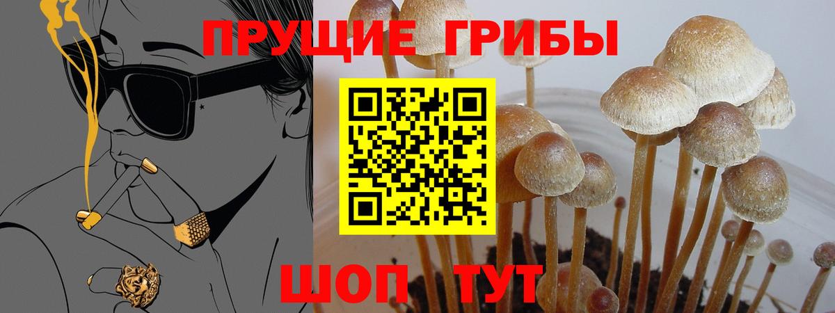Псилоцибиновые грибы Cubensis Аксай